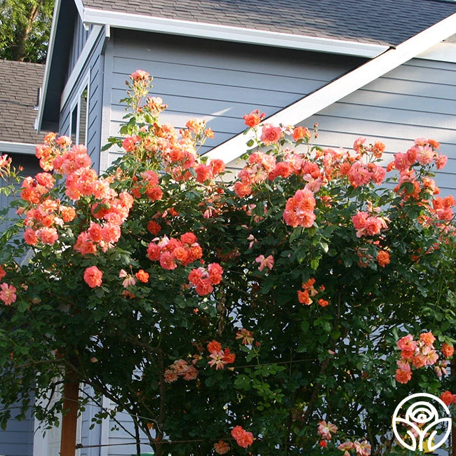 Westerland™ 4 Westerland™ - Image 4