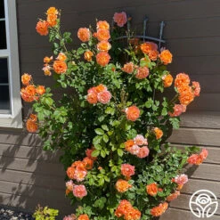 Westerland™ 17 Westerland™ -RoseLuxe Shop westerland 6 8