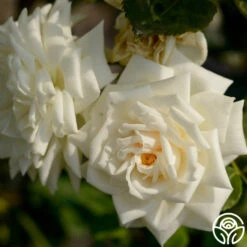 White Cap -RoseLuxe Shop white cap logo 03