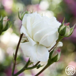 White Cap -RoseLuxe Shop white cap logo 04