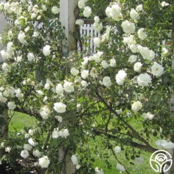 White Dawn® -RoseLuxe Shop white dawn 8