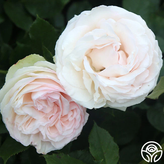 White Eden Climber® 2 White Eden Climber® - Image 2