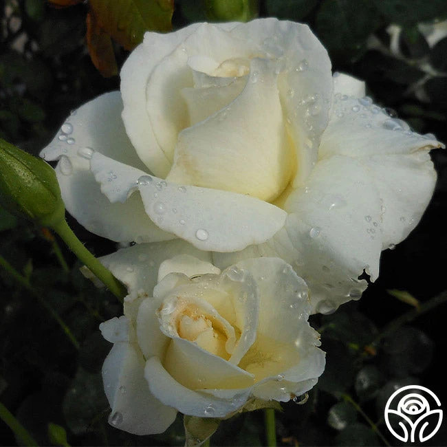 White Lightnin' 2 White Lightnin' - Image 2