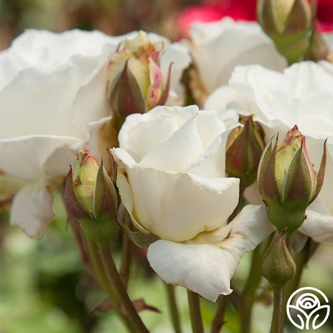 White Lightnin' 4 White Lightnin' - Image 4