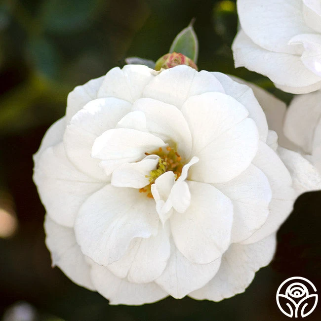 White Veranda® 2 White Veranda® - Image 2