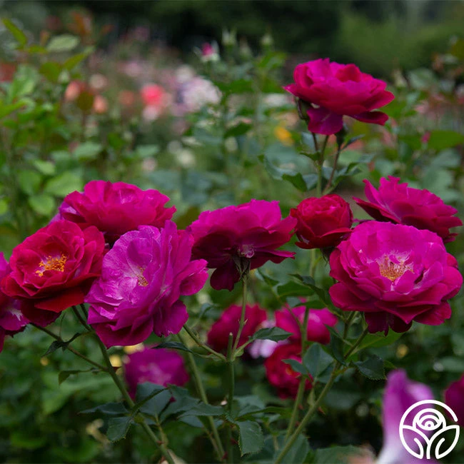 Wild Blue Yonder 2 Wild Blue Yonder - Image 2