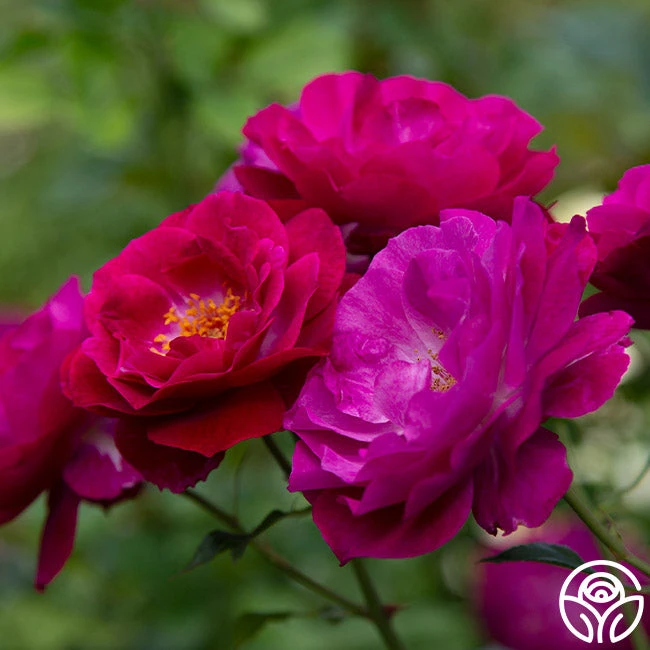 Wild Blue Yonder 5 Wild Blue Yonder - Image 5