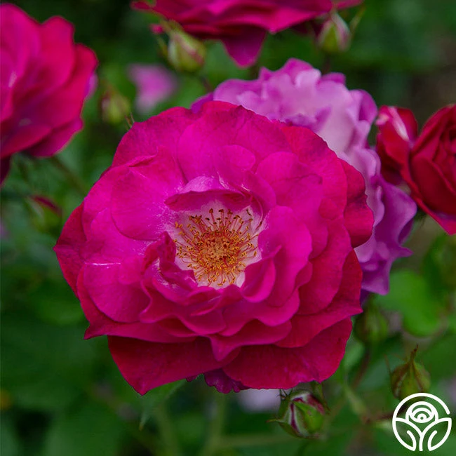 Wild Blue Yonder 1 Wild Blue Yonder