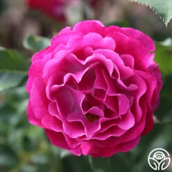 Wild Blue Yonder 13 Wild Blue Yonder -RoseLuxe Shop wild blue yonder 4 8