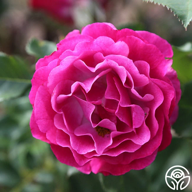 Wild Blue Yonder 7 Wild Blue Yonder - Image 7