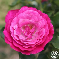 Wild Blue Yonder 9 Wild Blue Yonder -RoseLuxe Shop wild blue yonder 6 8