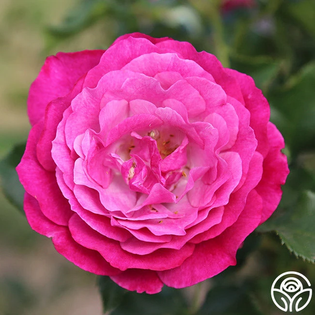 Wild Blue Yonder 3 Wild Blue Yonder - Image 3