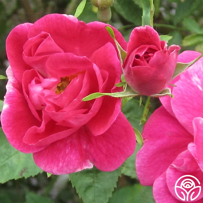 William Baffin 2 William Baffin - Image 2