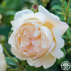 Wollerton Old Hall™ -RoseLuxe Shop wollerton old hall 6