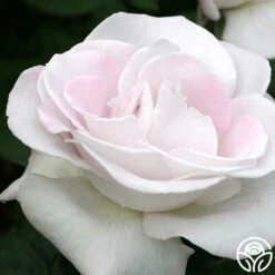 World War II Memorial Rose™ -RoseLuxe Shop world war ii memorial rose 1 4