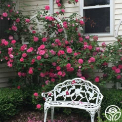 Zéphirine Drouhin 14 Zéphirine Drouhin -RoseLuxe Shop zephirine drouhin 11 1