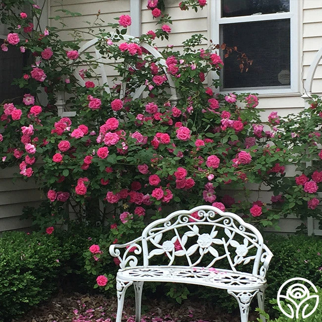 Zéphirine Drouhin 6 Zéphirine Drouhin - Image 6