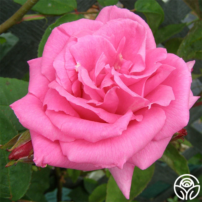 Zéphirine Drouhin 1 Zéphirine Drouhin