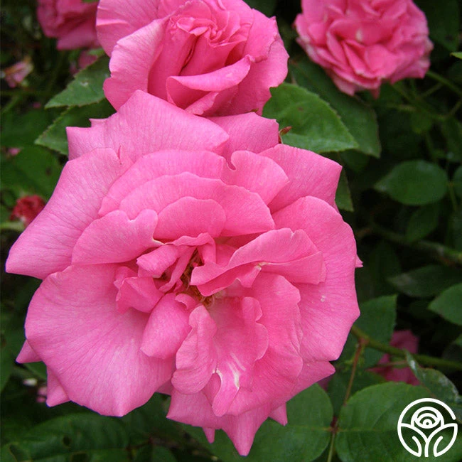 Zéphirine Drouhin 7 Zéphirine Drouhin - Image 7