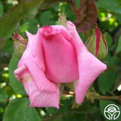 Zéphirine Drouhin 17 Zéphirine Drouhin -RoseLuxe Shop zephirine drouhin 6 1