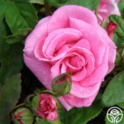 Zéphirine Drouhin 16 Zéphirine Drouhin -RoseLuxe Shop zephirine drouhin 7 1