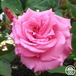 Zéphirine Drouhin 13 Zéphirine Drouhin -RoseLuxe Shop zephirine drouhin 8 1