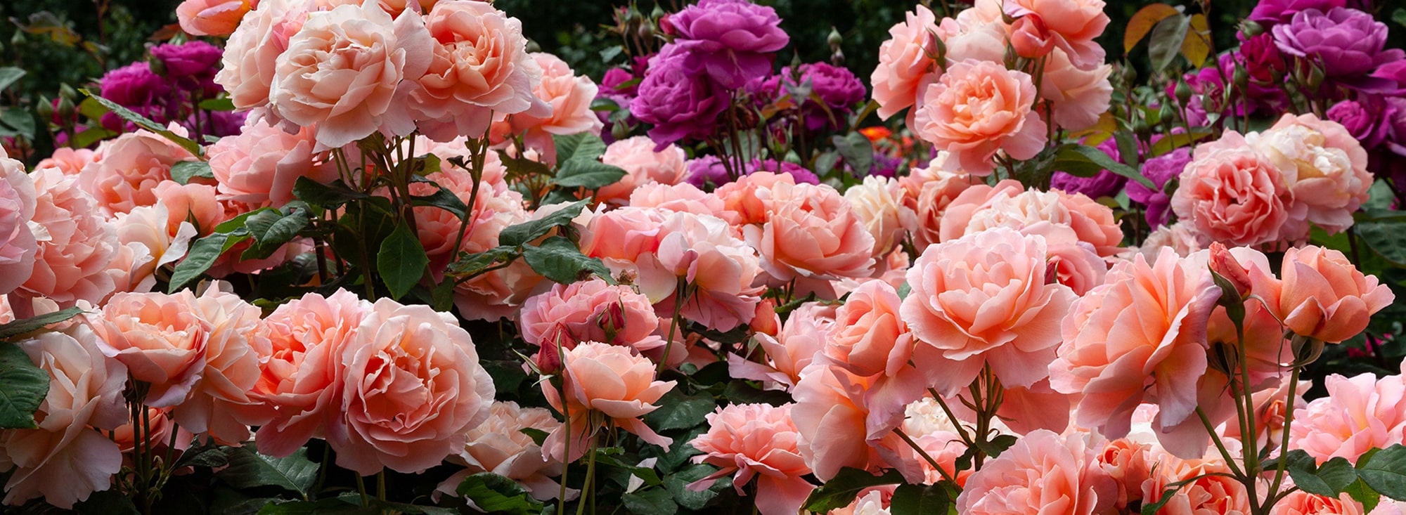 Front Page -RoseLuxe Shop banner975