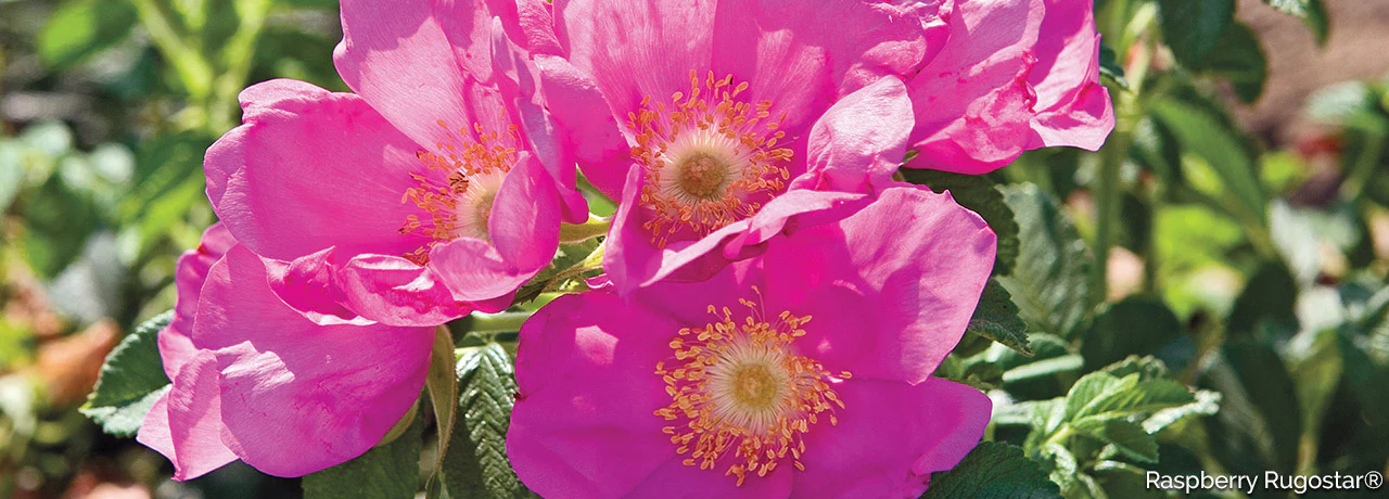 Front Page -RoseLuxe Shop banner977